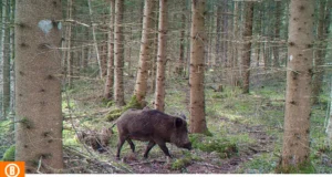 VIDEO: Emis näitas oma vastsündinud põrsaid