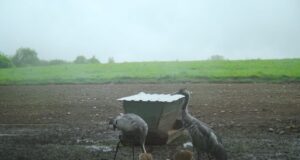 Sookured näitavad edukat pesitsusaastat