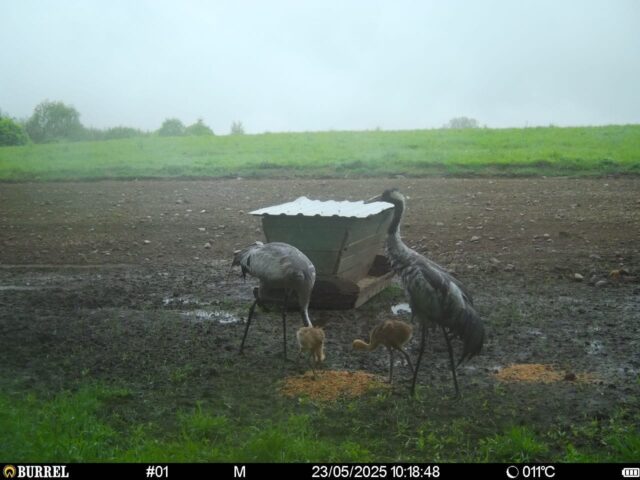 sookured viljandi 25