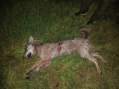 Tartumaal said jahimehed kätte lambaid murdnud hundi