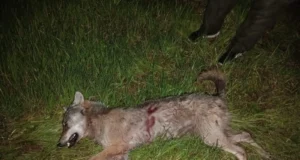 Tartumaal said jahimehed kätte lambaid murdnud hundi