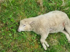 Hundid murdsid Tõrva vallas 16 lammast