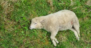 Hundid murdsid Tõrva vallas 16 lammast