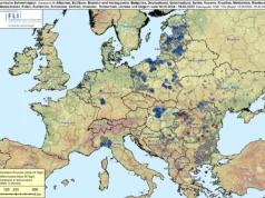 Võrumaal tuvastati avariis surnud metsseal seakatk