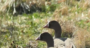 Kinnitati väike-laukhane kaitse tegevuskava