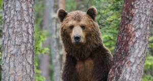 EJS korraldas CITESe infopäeva – lisatud salvestus