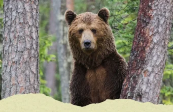 EJS korraldas CITESe infopäeva – lisatud salvestus