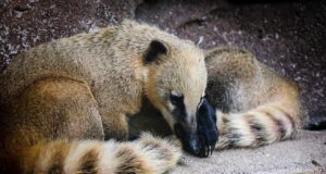 Võrumaal läks kaduma ninakaru Kati