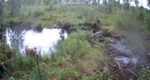 VIDEO: Kobras põgenes ilvese eest vette