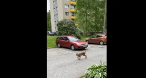 Segaduses ilves eksles Pelgulinna elamurajoonis