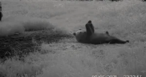 VIDEO: Harjutusi tegev karu