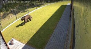 Vilniuses eksleb ringi karu – jahimehed kutsuvad ametkondi kiirele tegutsemisele