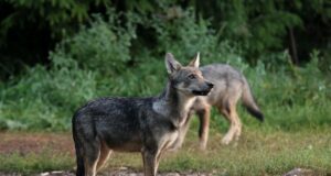 Aita loodusfilm “Kriimsilm, karuott ja rebane” kinoekraanile