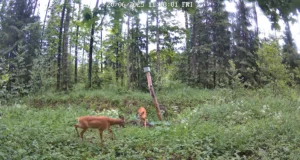 VIDEO: Pärnumaal märgati mänguhoos metskitsi