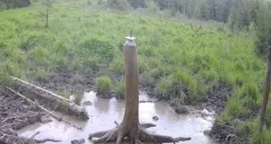 Põder naudib Kohtla-Nõmmel mudavanni