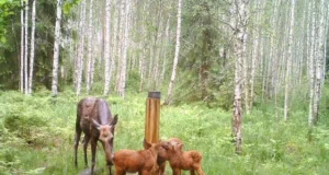 Rajakaamera tabas Värskas põdraema koos kolme vasikaga