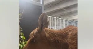 Päite loomapargis on tänavu põdrakevad