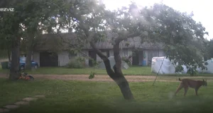 VIEO: Ilves ajas taluhoovis kodukassi taga