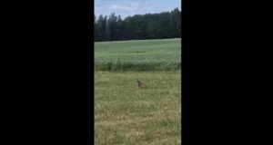 VIDEO: Tartu linna külje all liigub apaatne ilves