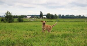 Jänesejooks tõi stardijoonele eri suuruses jahikoerad