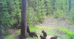 Alutagusel jäädvustas rajakaamera emakaru nelja pojaga