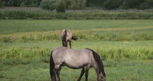Karu ründas Lätis hobusekarja