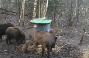 Metssigade küttimise hetkeseis – lisatud tabel