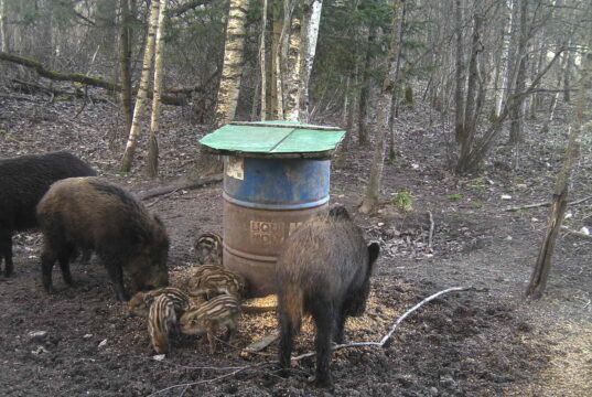Metssigade küttimise hetkeseis – lisatud tabel