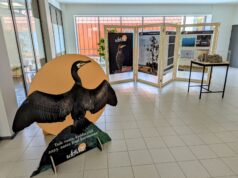 Hiiumaal avatakse kormorani tutvustav rändnäitus