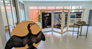 Hiiumaal avatakse kormorani tutvustav rändnäitus