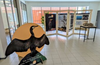 Hiiumaal avatakse kormorani tutvustav rändnäitus