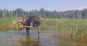 VIDEO: Põder jahutab end vees suvesooja eest!