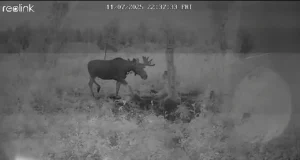 VIDEO: Järvamaal jäi põder äikesetormi kätte