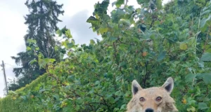 Kokkutulekul saab annetada jahimeeste pingi toetuseks