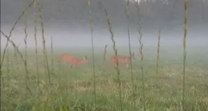VIDEO: Metskitsedel on käimas jooksuaja kõrgaeg
