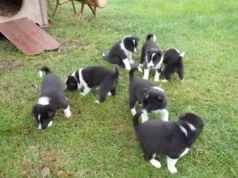 Müüa vene-euroopa laika kutsikad