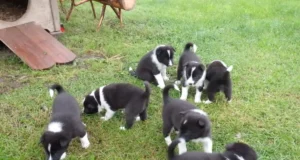 Müüa vene-euroopa laika kutsikad